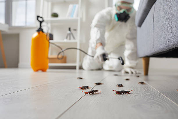 Commercial Kitchen Cockroach Control in Maplewood